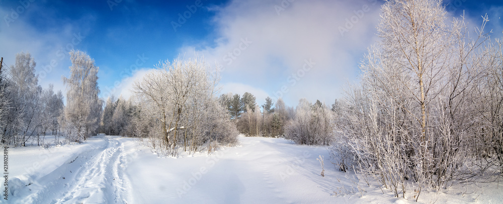 панорама заснеженного леса с грунтовой дорогой, Россия, декабрь
