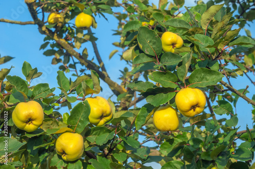 Wall Mural Coings sur un cognassier