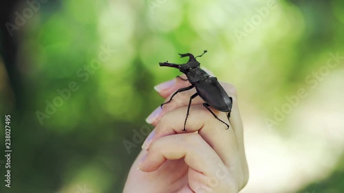 Big horned beetle. Stag beetle on a hand. (Lucanus cervus) photo