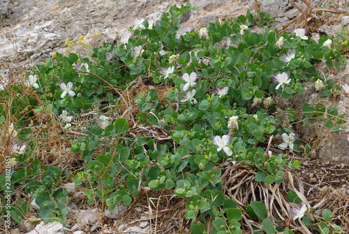 Pianta di cappero (Capparis spinosa) photo