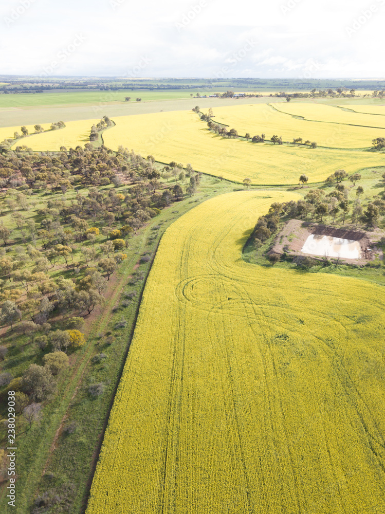 Canola fields in the country