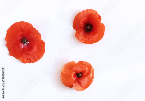 Red poppy flowers isolated on white background. Nature background with copy space.Empty space for your text.