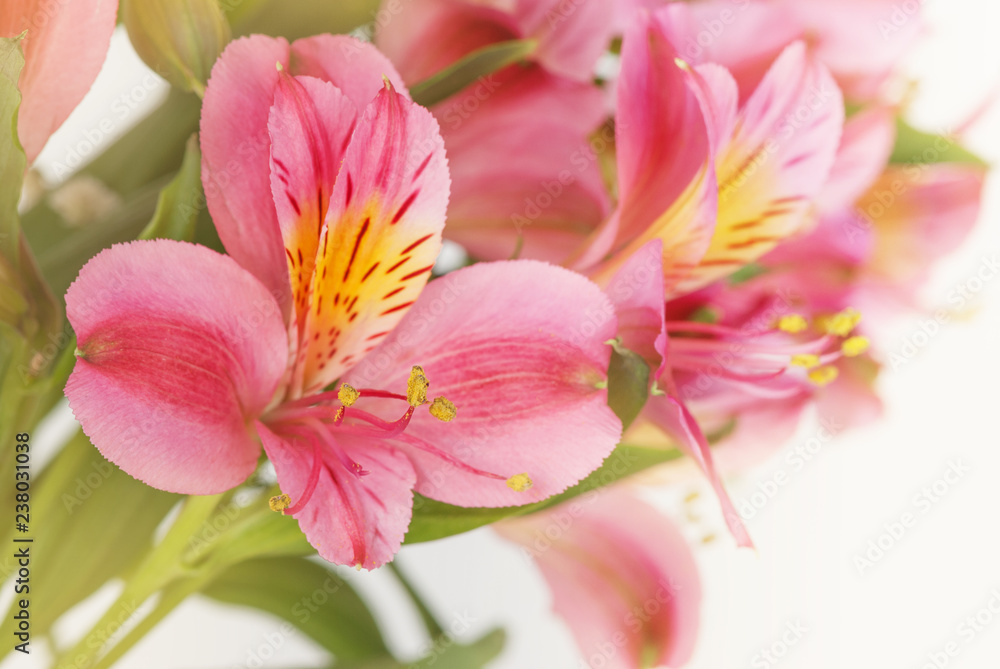 Background of red alstroemeria flowers close-up