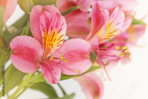 Background of red alstroemeria flowers close-up