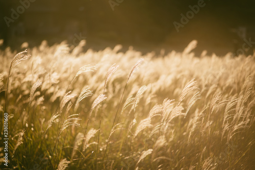 Fotografía 夕日の中のすすき