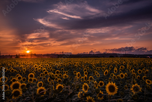 Wallpaper Mural ひまわり畑の夕景 Torontodigital.ca