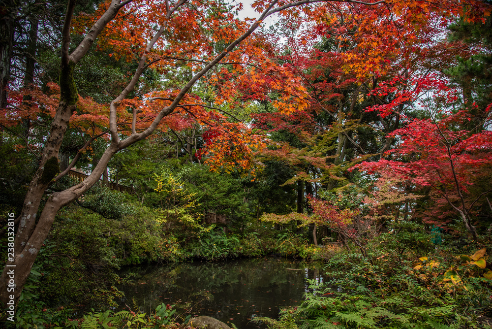 紅葉した日本庭園