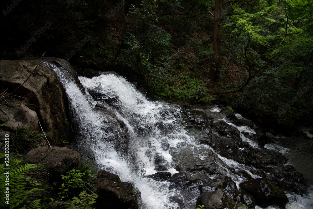 Fototapeta premium 新緑と滝