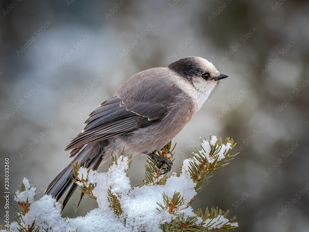 Naklejka premium A grey jay, the national bird of Canda, on top of Sulphur Mountain, Banff