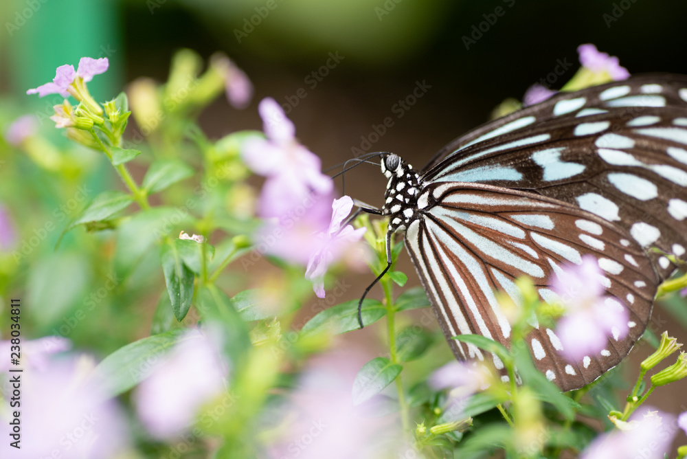 Obraz premium 花の蜜を吸う蝶