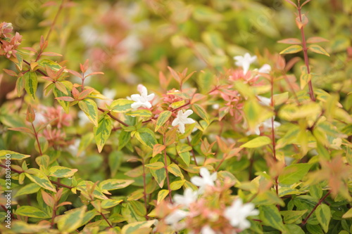 Abelia grandiflora kaleidoscope