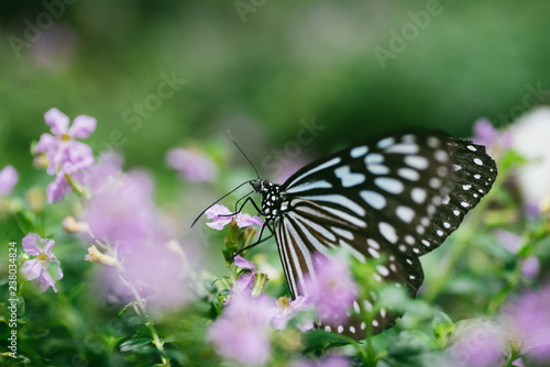 花の蜜を吸う蝶