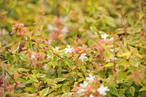 Abelia grandiflora kaleidoscope