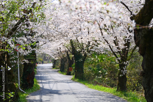 日本の春。桜満開の南桜通り。長瀞 埼玉 日本。４月初旬。