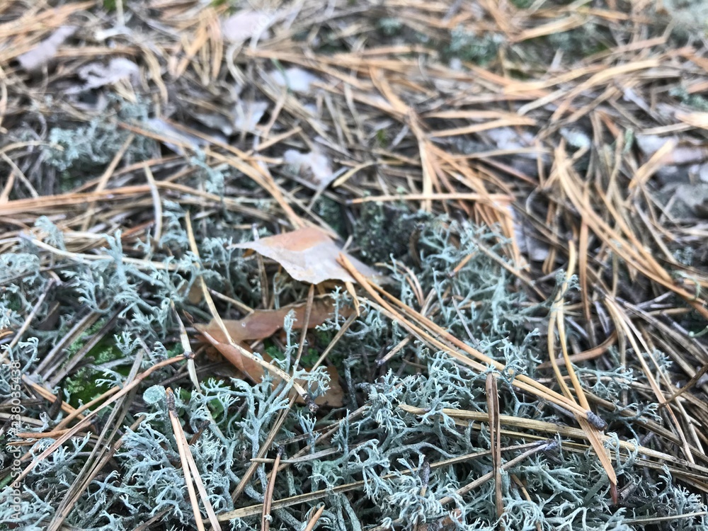 Fototapeta premium ants on the grass