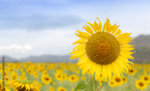 Sunflower In the sunshine day