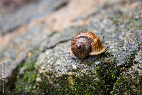 Snail on a wet rock