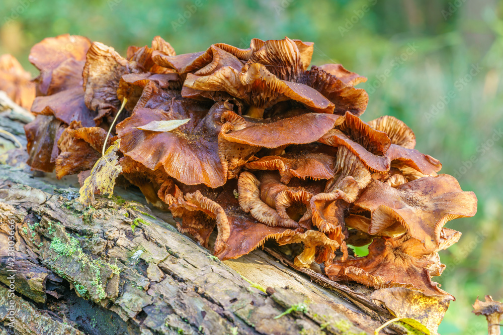Mushrooms Mushrooms