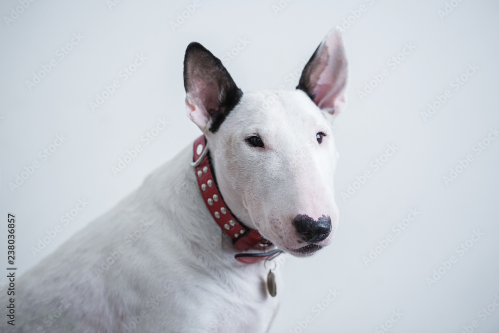 Cute white standard english bull terrier