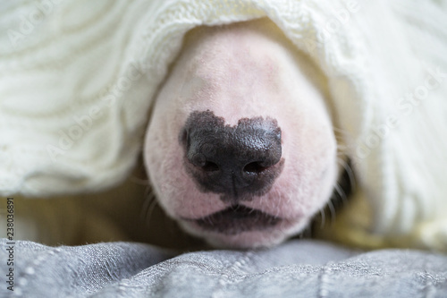 A cute white English bull terrier is sleeping on a bed under a white knitted blanket