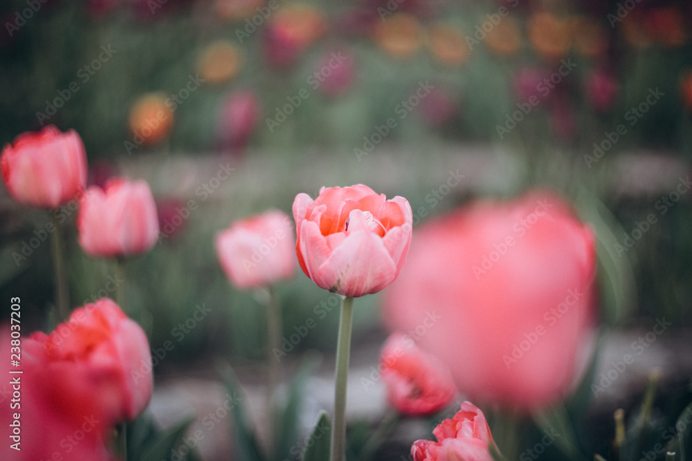 Obraz premium Group of colorful tulip. Soft selective focus, tulip close up, toning. Bright colorful tulip photo background