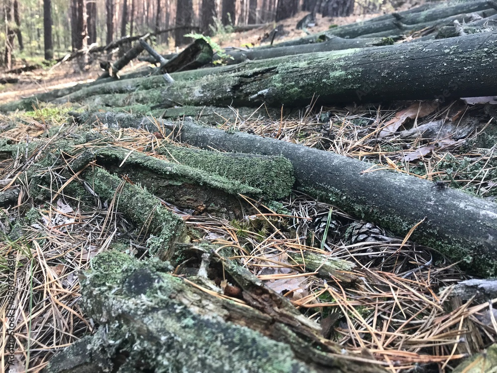 Obraz premium old pine trees