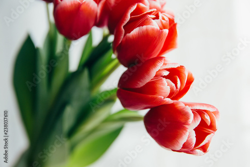 Red tulips on white background. Celebration of woman's day photo
