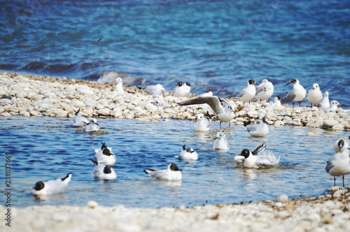 Mediterranean gulls floating on the water