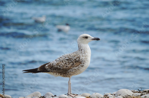 Mediterranean seagull isolated © Mary