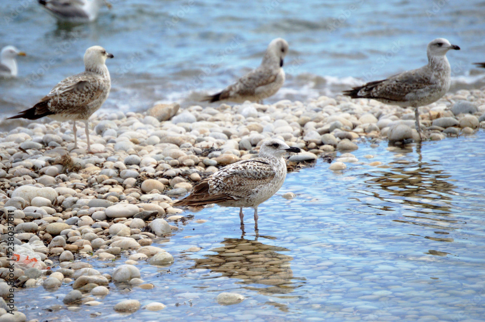 Mediterranean seagull with paws in the water with reflection Mediterranean seagull with paws in the water with reflection