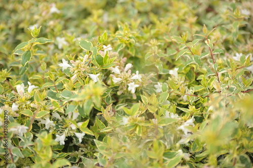 Abelia grandiflora radiance