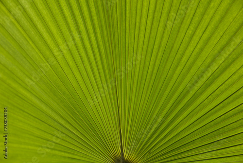 9523 Green palm leaf with structure