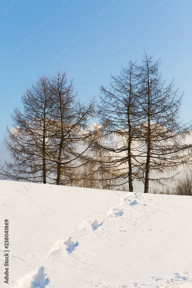 Beautiful winter landscape. Traces on the snow in forest. Trees on blue sky background Beautiful winter landscape. Traces on the snow in forest. Trees on blue sky background