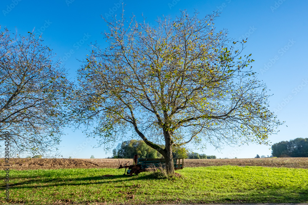 Obraz premium The tree