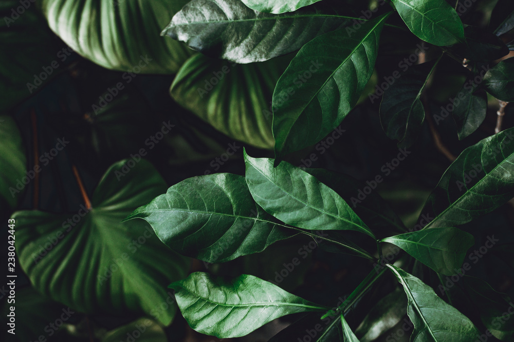 Dark green leaves background Dark green leaves background