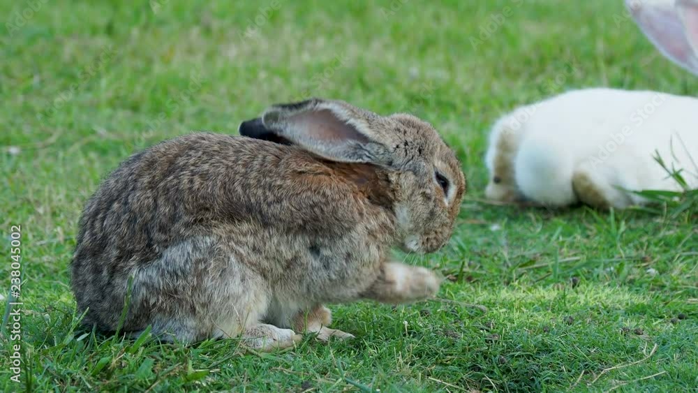 Fluffy rabbit sitting on the green grass and licking its fur Fluffy rabbit sitting on the green grass and licking its fur