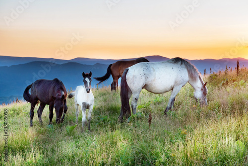 Horses grazing on a field at sunset