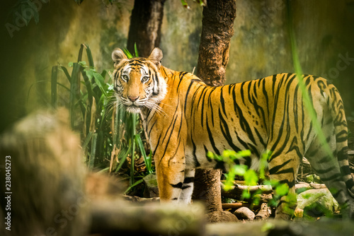 tiger in zoo