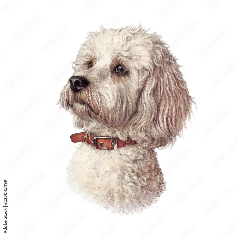 Portrait of Maltese Dog isolated on a white background. Toy or Miniature Poodle. Cute puppy. Realistic hand drawn pet illustration. Animal collection: Dogs. Design template. Good for T-shirt, pillow