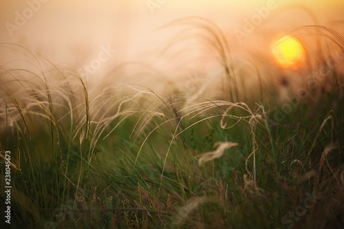 Feather Grass with the backlight of sunlight in the sunset times.