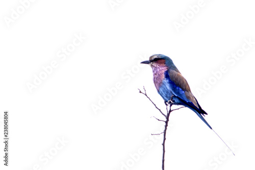 Lilacbreasted Roller, (Coracias caudata), Kruger National Park, Mpumalanga, South Africa, Africa