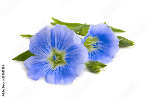 Flax blue flowers closeup isolated on white background. photo