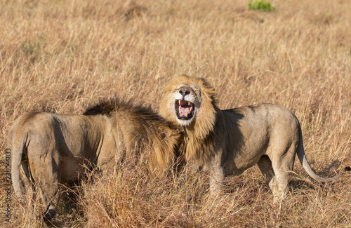 lose up portrait of Sand River or Elawana Pride male lion  Panthera leo  yawning and showing his teeth while standing in the tall grass of Masai Mara