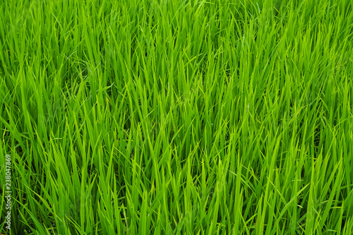 Close-up rice terrace field and drew drop in the morning