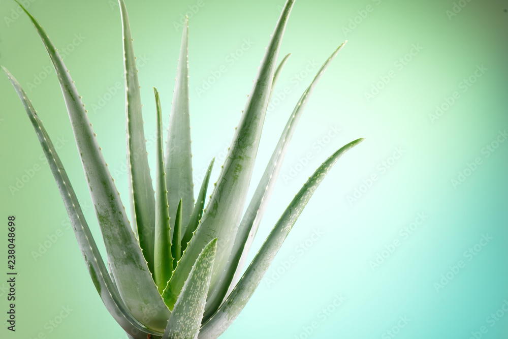 Obraz premium Aloe Vera closeup. Aloevera plant on green with blue background. Natural organic renewal cosmetics, alternative medicine. Skincare concept