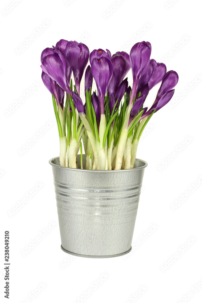 Purple crocus in small aluminum bucket isolated on white background Purple crocus in small aluminum bucket isolated on white background