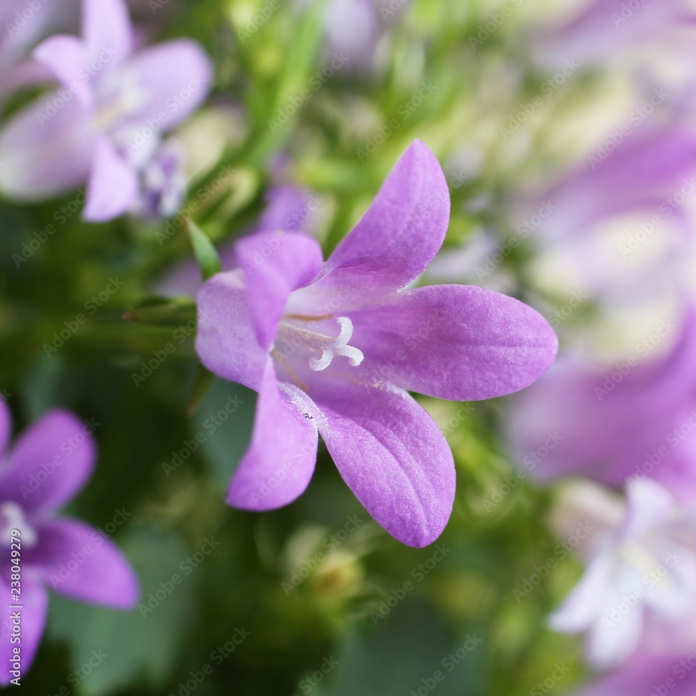 Fototapeta premium Lilac flowers on campanula portenschlagiana bush. Closeup
