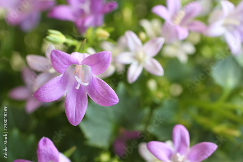Lilac flowers on campanula portenschlagiana bush. Closeup