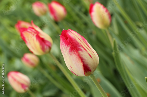 Pink with white tulips against green grass background 