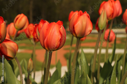 Orange tulips in the park against green grass background 